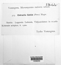Anthracoidea caricis image